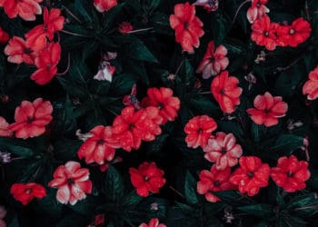 malik bin sinan meminum darah nabi