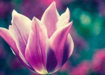 Sumayyah Binti Khayyat