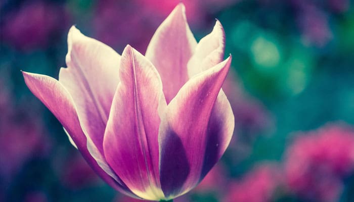 Saudah binti Zam’ah Selalu Ingin Senangkan Rasulullah 1 Sumayyah Binti Khayyat