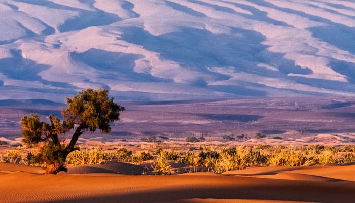 Kelancangan Ukkasyah kepada Rasulullah Membuatnya Memperoleh Derajat Tinggi di Surga 1 putra umar bin khaththab