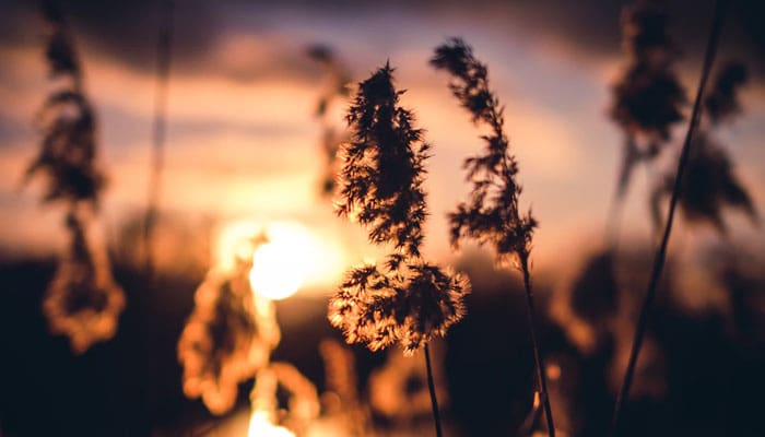 Syifa Binti Abdullah, Ahli Ruqyah 1 Syifa Binti Abdullah