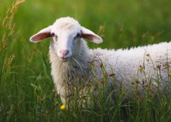 kambing kurus, 10 Hari Awal Bulan Dzulhijjah, aqiqah dalam islam, kurban