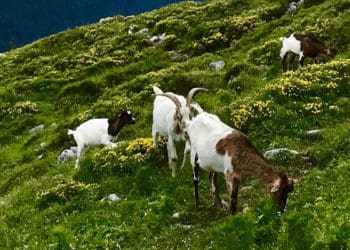 Pengembala Kambing yang Syahid, Surat Al-An'am