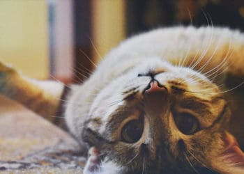 Balasan bagi Orang yang Kejam terhadap Kucing