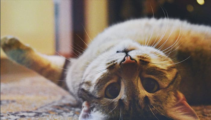 Inilah Balasan bagi Orang yang Kejam terhadap Kucing 3 Balasan bagi Orang yang Kejam terhadap Kucing