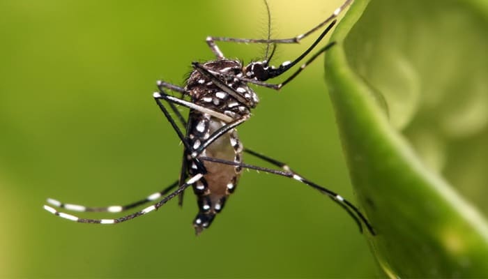 Foto: Mongabay-India