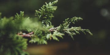 Keistimewaan Sahabat Abu Musa