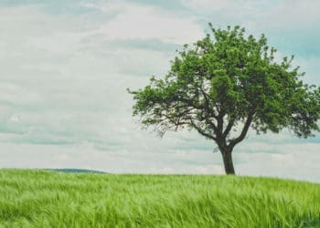 tsumamah bin utsal al-hanafi, Manfaat Tumbuhan