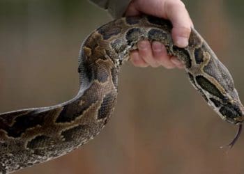 Ilustrasi Ular. Foto: Okezone