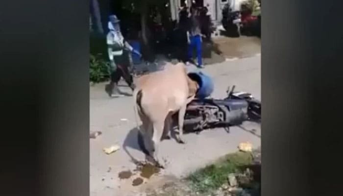 Heboh Sapi Ngamuk karena Kepala Tersangkut Tempat Sampah 1 Sapi Ngamuk