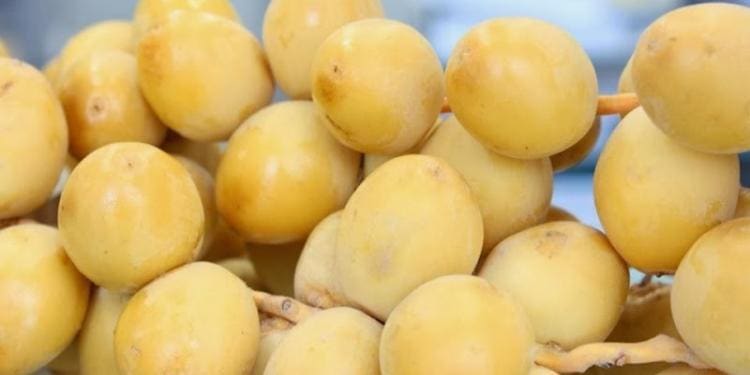 Ini Perbedaan Kurma Muda, Ruthab dan Tamr 2 Ini Perbedaan Kurma Muda, Ruthab dan Tamr 1 kurma