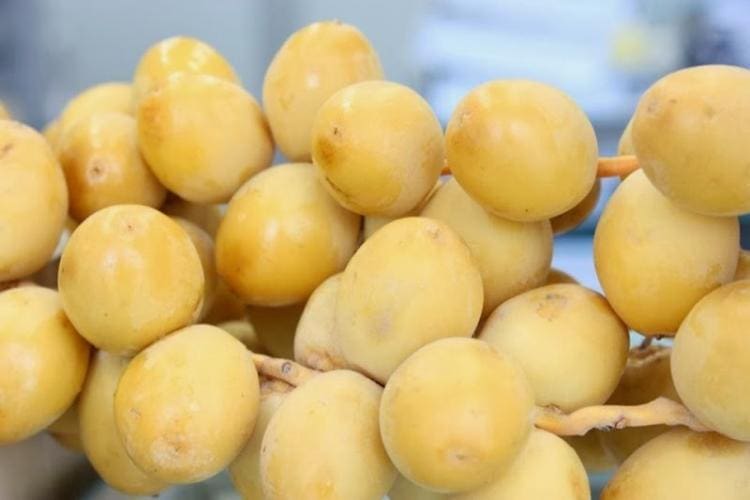 Ini Dia Segudang Manfaat Kurma Ruthab 1 kurma ruthab