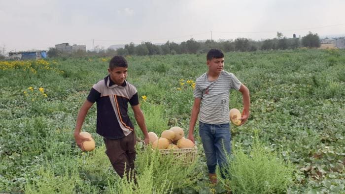 Melon: Buah Favorit Warga Gaza 1 2 Anak di Gaza tengah memanen melon. Foto: PIC