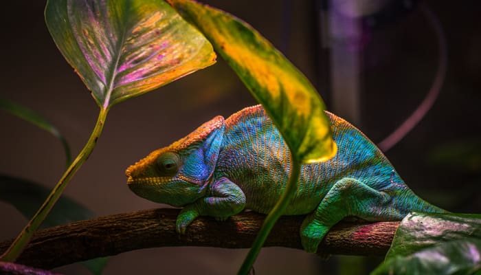 Inilah Kehebatan yang Diberikan Allah pada Bunglon 1 Foto: Pexels