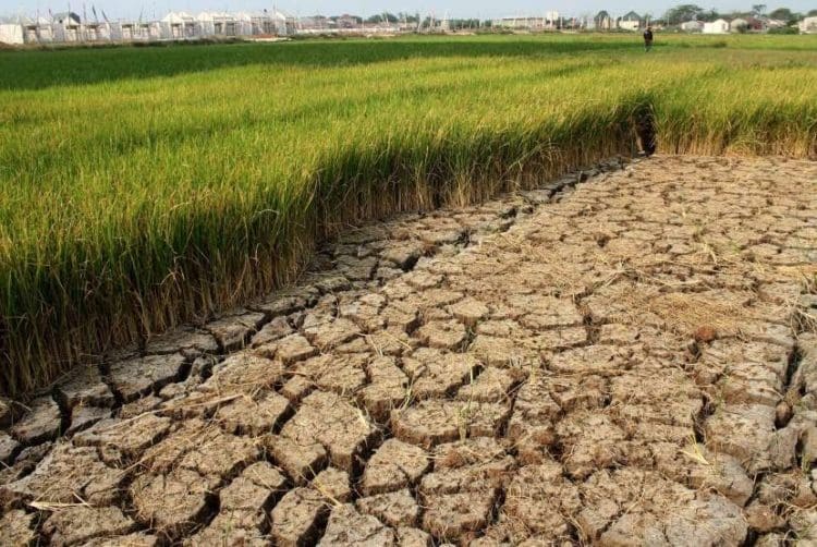 Kekeringan melanda 13 kabupaten/kota di Jawa Barat. Foto: Republika