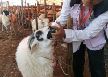 Memilih hewan kurban yang baik. Foto: Kompas