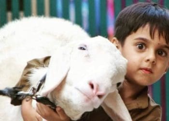 Syariat seputar hari tasyrik, kambing qurban idul adha