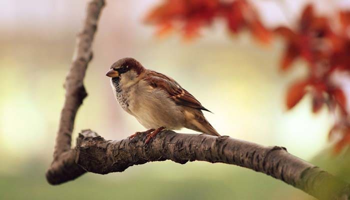 3 Bukti Kekuasaan Allah SWT 2 Burung dalam mencari penghidupan juga merupakan bukti kekuasaan Allah.