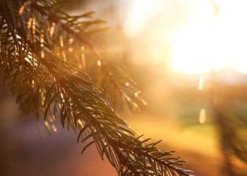 Ilustrasi Foto: Unsplash