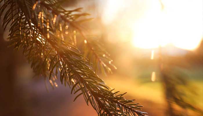 Jika Terjadi Pertentangan (Ta’arudh) Antara Perkataan Nabi SAW dan Perbuatan Beliau 1 Ilustrasi Foto: Unsplash