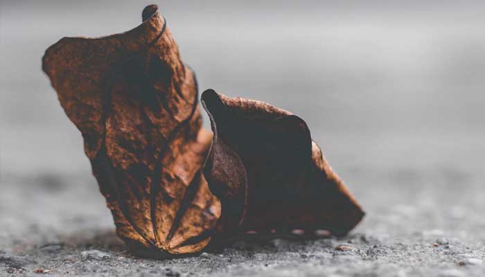 Wasiat Abu Bakar ash-Shiddiq Sebelum Wafat 1 Ilustrasi: Unsplash