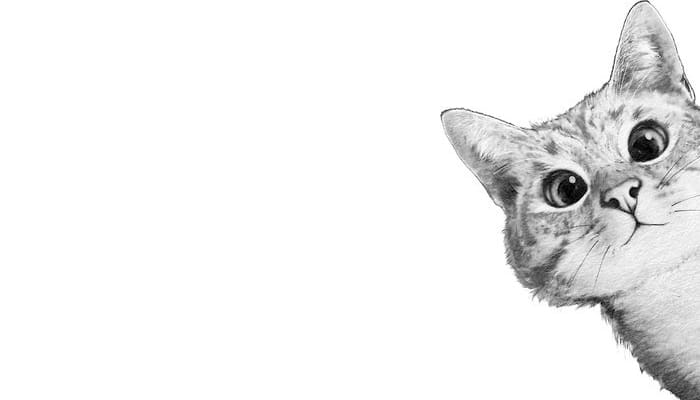 12 Fakta Kucing yang Unik dan Jarang Diketahui Majikannya 3 Fakta Kucing