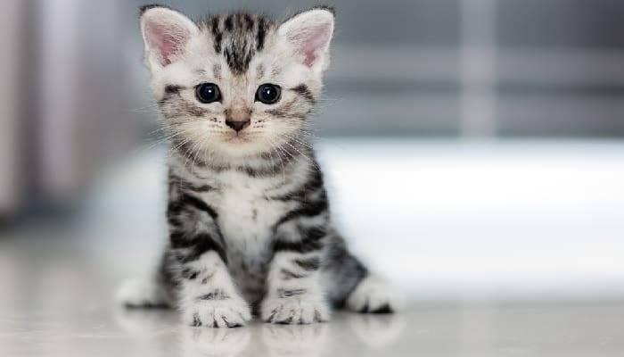 Kucing Selamatkan Keluarga di Mojokerto dari Teror Ular Kobra 1 Ilustrasi. Foto: Sonoma Magazine