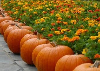 Ilustrasi.  Foto: Pixabay