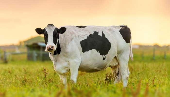 7 Dampak Konsumsi Daging Sapi Berlebihan 1 Ilustrasi: ucdavis.edu