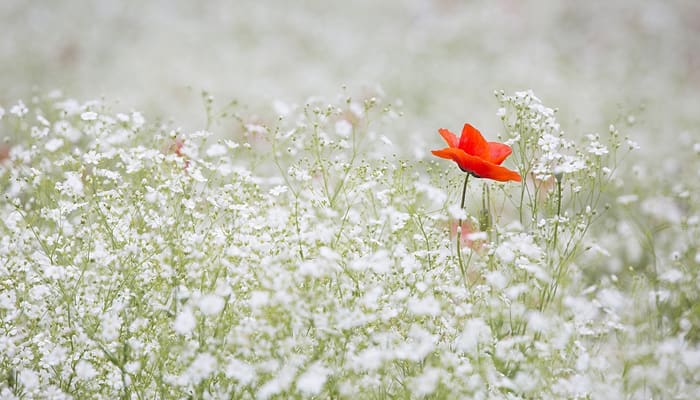 Mahram, Siapa Saja Mereka? (1) 1 Foto: Pixabay