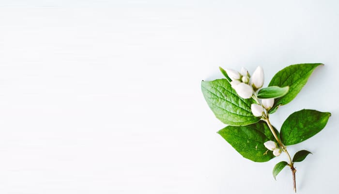 Wafatnya Fatimah bin Muhammad, Ratu Surga 1 Khadijah, Warna Hijau untuk Penyembuhan