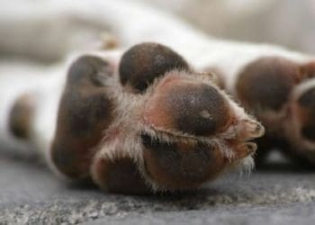 Ilustrasi. Foto: Merdeka