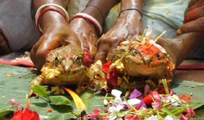 Karena Turunkan Hujan Lebat, Katak yang Dikawinkan di India Kini Diceraikan 1 Katak dikawinkan di India. Foto: IPA