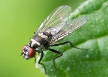 ilustrasi.foto: perpustakaan