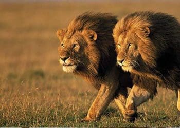 hikmah shalat, Nasib Binatang di Akhirat