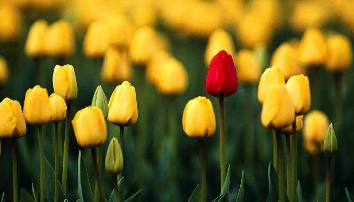 Bunga Tulip pada Masa Ottoman 1 bunga tulip