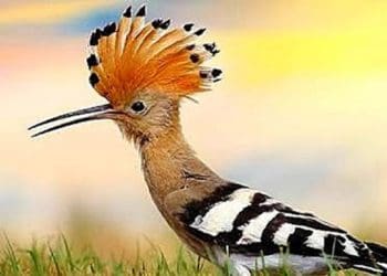 4 Burung yang Tertulis dalam Al Quran 1
