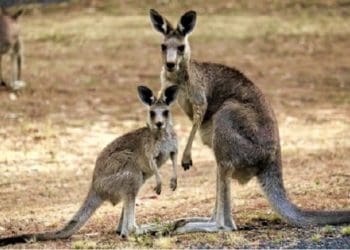Kanguru di Australia bertahan hidup di tengah kekeringan. Foto: Vice