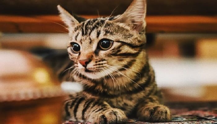 11 Keutamaan Pelihara Kucing (2-habis) 1 ilustrasi.foto: idntimes