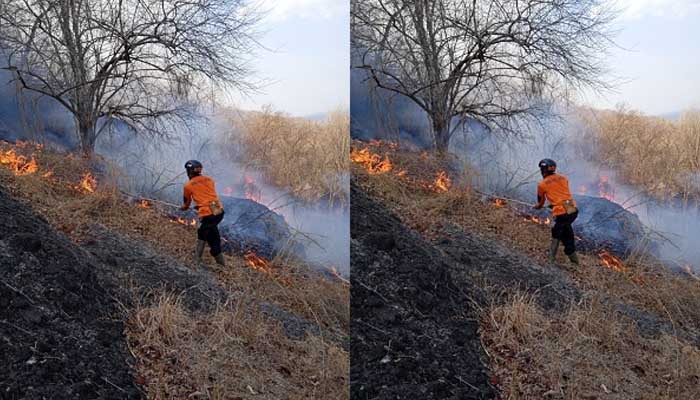 Dua Hektare Lahan Hutan Gunung Gandul Terbakar 1 Personel BPBD Berjibaku Padamkan Api yang Membakar Hutan di Gunung Gandul, Giripurwo, Wonogiri. Foto: BPBD Wonogiri