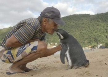 Din Din penguin bersama pria yang pernah menyelamatkan hidupnya. Foto: Adaptnetwork