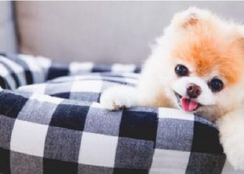 Ilustrasi. Foto; geek