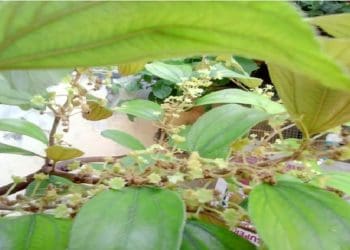 ilustasi. Foto: Foap