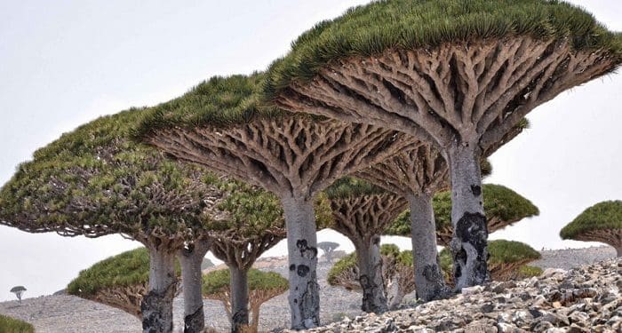 3 Lokasi yang Diduga Tempat Muncul Dajjal 2 3 Lokasi yang Diduga Tempat Muncul Dajjal 1 dajjal