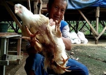 Ayam berkaki 4 gegerkan warga Sumbar. Sumber: Sindo