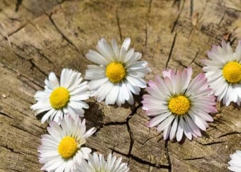 Nasihat Rasulullah untuk Muslimah