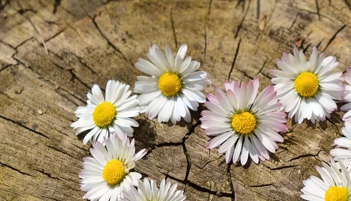 10 Nasihat Rasulullah untuk Muslimah 2 Nasihat Rasulullah untuk Muslimah