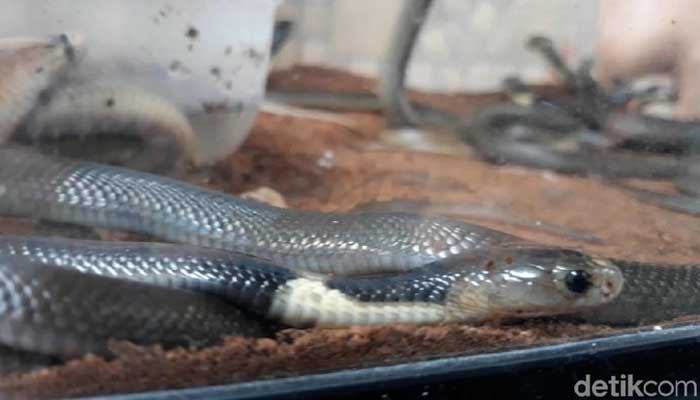 31 Ular Kobra Sembunyi di Tumpukan Karpet Masjid Sukoharjo 1 31 ular kobra ditemukan di Masjid At-Takwa, Sukoharjo. Foto: Bayu Ardi Isnanto/detikcom