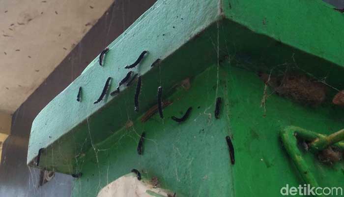 Teror Ulat Bulu Meluas di Kabupaten Cirebon 1 Foto: Detik