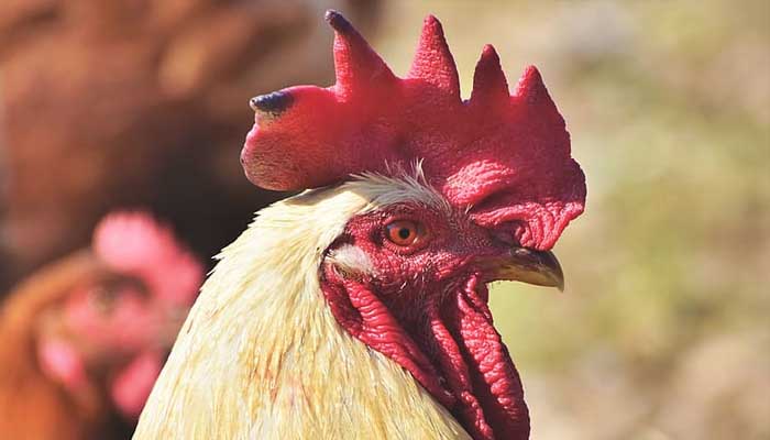 Lakukan Hal Ini saat Dengar Ayam Berkokok 1 Foto: thepostmillennial.com